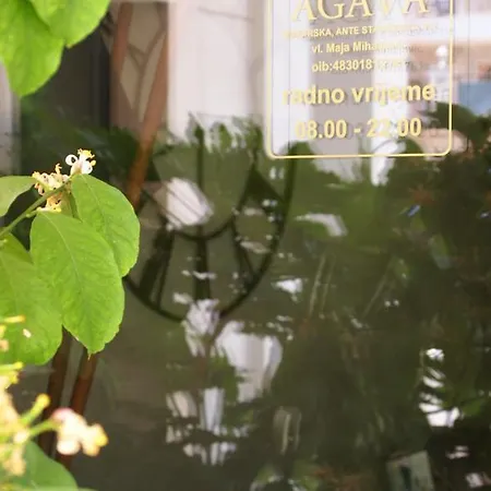 Agava * 마카르스카